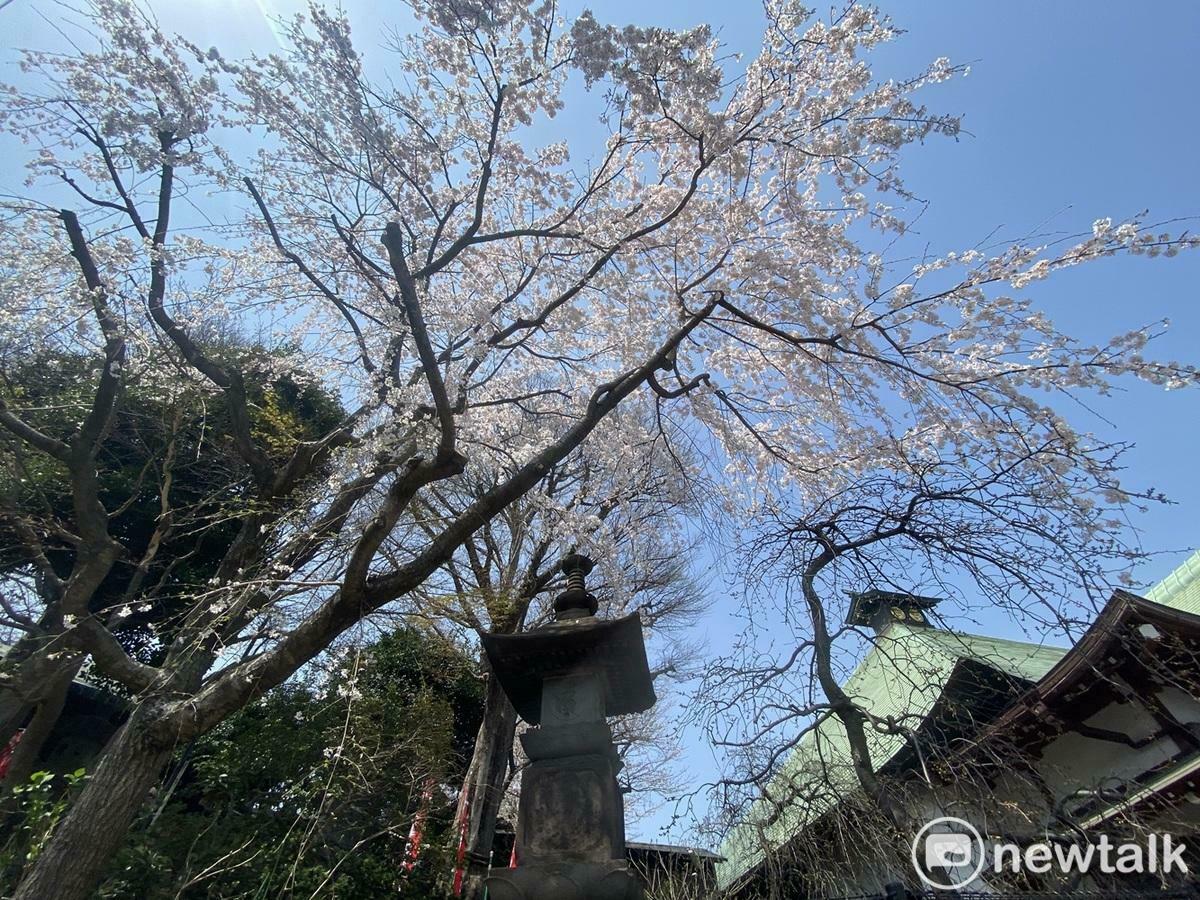  外國人喜愛的枝垂櫻花期也比染井吉野早一週左右。 圖：劉黎兒攝 