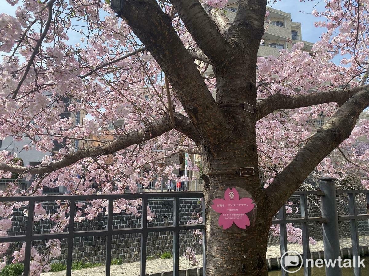  貼了紅花標識就是今後日本櫻花要角的神代曙。 圖：劉黎兒攝 