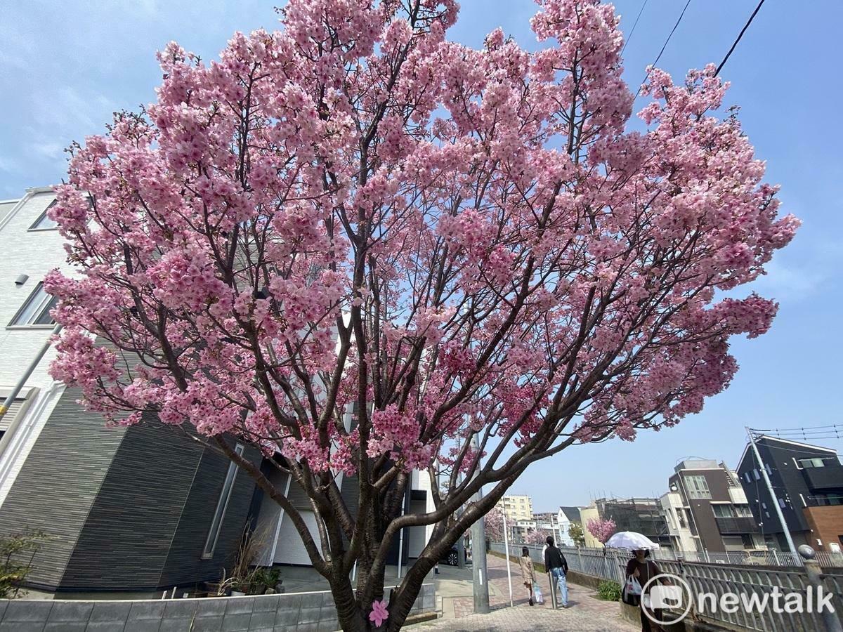  亮麗又濃厚的陽光櫻是取代染井吉野櫻的新主角之一，宛如粉紅陽光四溢，非常討喜。 圖：劉黎兒攝 