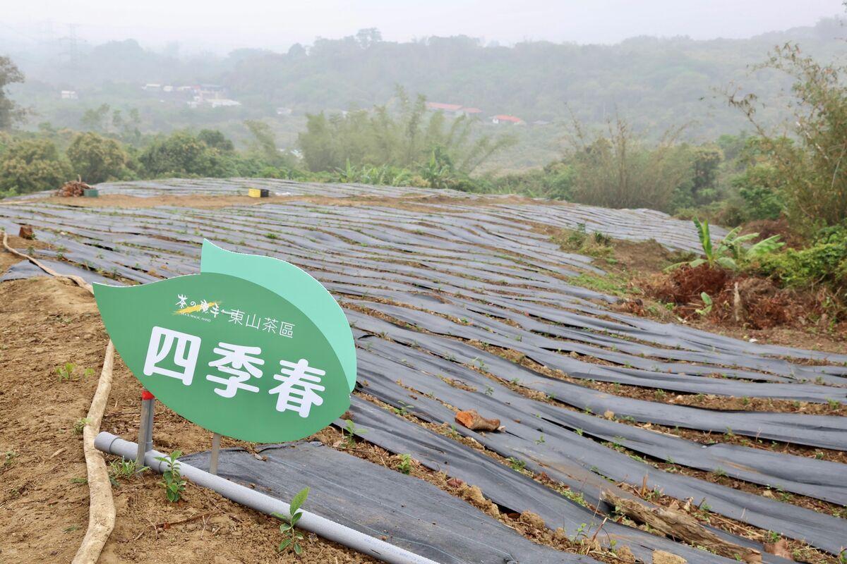 目前園區主要規劃栽種「四季春」及「臺茶18號」兩大品種，並採用「友善耕作」的方式來種植，避免使用過多化學農藥與過度施肥，希望以最天然的方式栽培出好茶，讓消費者安心 也讓土地長久生生不息。   圖：台南市政府提供