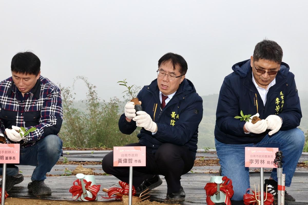 知名手搖飲「茶之魔手」在農業部茶及飲料作物改良場協助下，於臺南市東山區找到適合種植茶葉地點並建置自有茶葉產區，今日舉行啟用典禮，臺南市長黃偉哲、農業部茶改場場長蘇宗振等人參與園區啟用剪綵及茶苗種植儀式。黃偉哲感謝「茶之魔手」董事長王賢明選擇投資臺南，期待共同為未來臺南的茶業發展開創另一個春天。   圖：台南市政府提供
