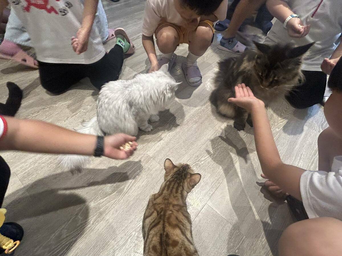 小朋友透過餵食與貓咪拉近距離。   圖：孫家銘攝