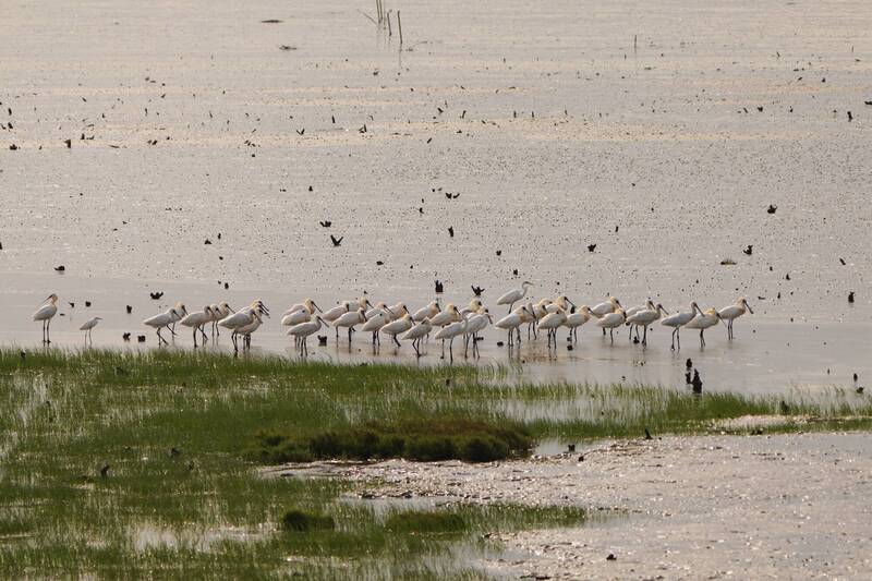 新竹香山濕地候鳥現蹤，黑面琵鷺與小燕鷗相繼現蹤，賞蟹步道與金城湖成賞鳥熱點。   圖：新竹市政府／提供