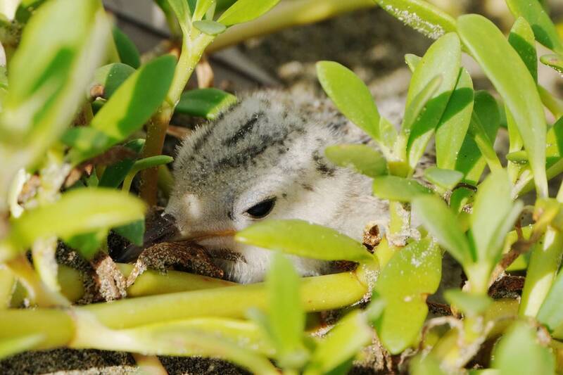 根據海洋保育署調查，新竹香山濕地是北台灣小燕鷗的重要繁殖基地，113年紀錄超過100巢，為近年最高繁殖紀錄。   圖：新竹市政府／提供