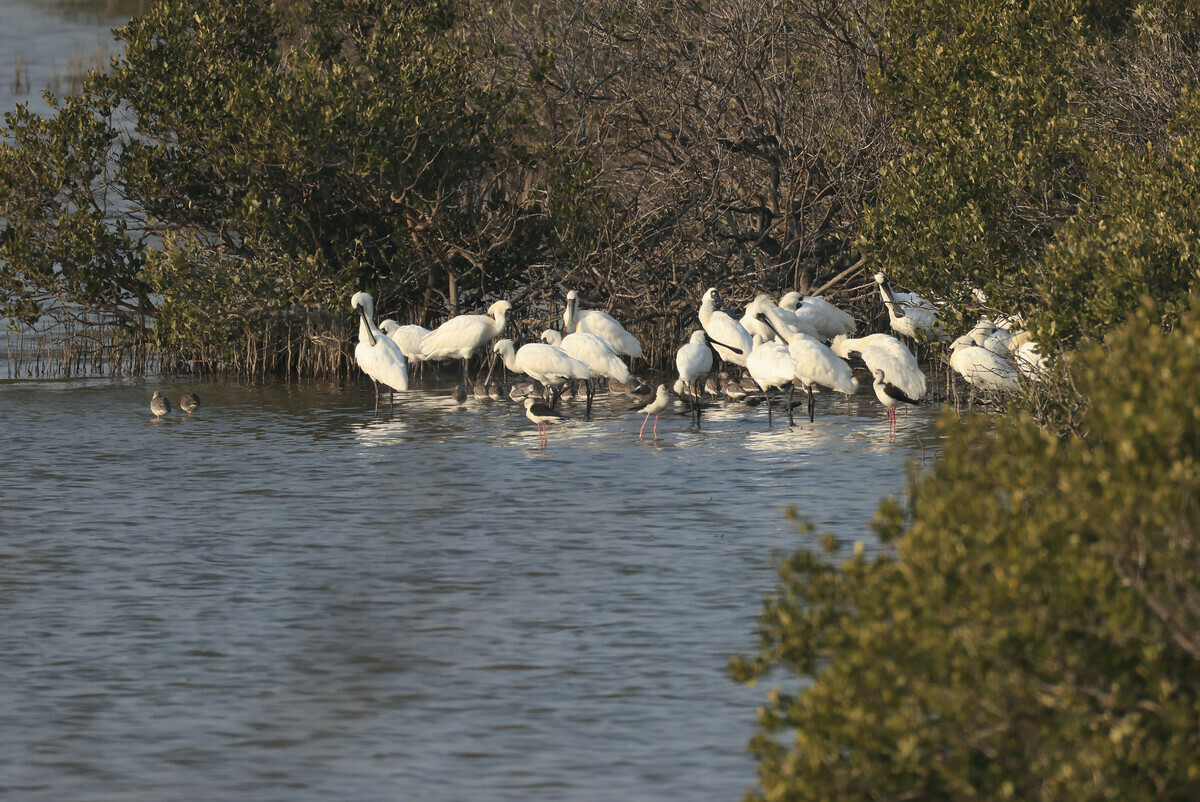 在鹽田休息的黑面琵鷺    圖：中華鳥會／提供