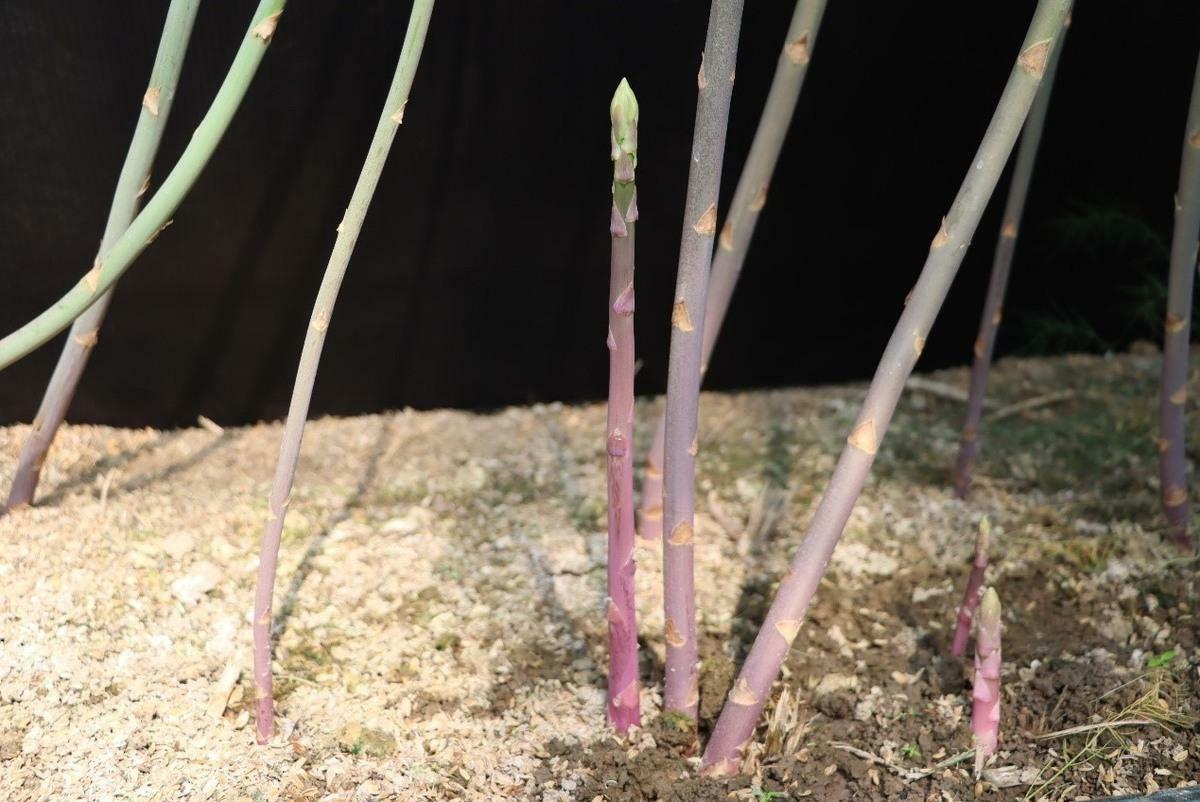 台育首支耐熱紫蘆筍「台南5號」，解決夏季產量不穩問題。   圖：農改場 ／ 提供