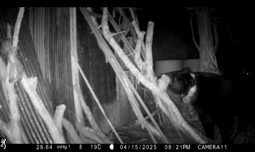 紅外線自動相機於15日拍到台灣黑熊靠近雞舍。   圖：林保署花蓮分署／提供