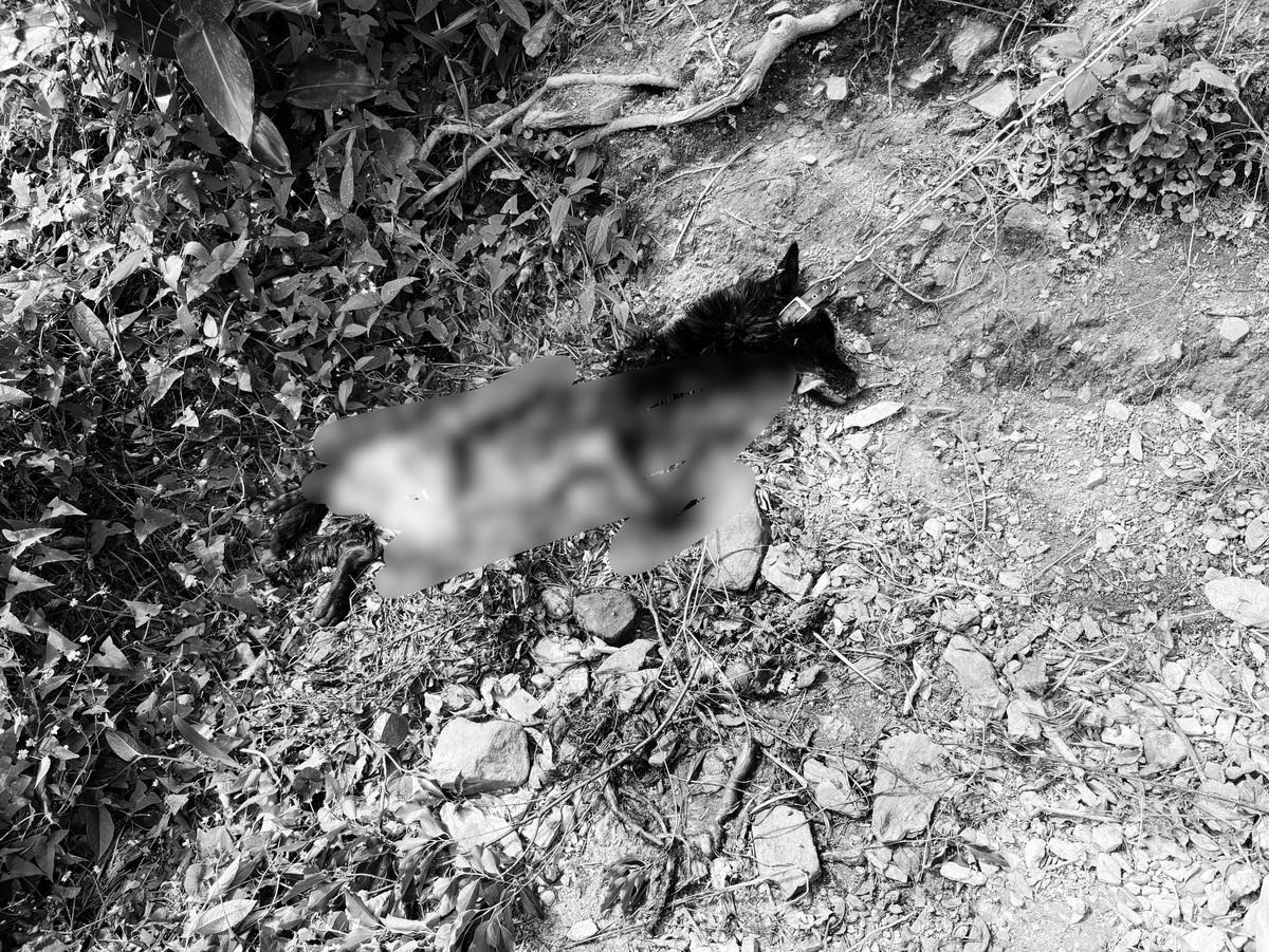 紅外線自動相機於17日拍到該黑熊攻擊被鐵鍊拴住的犬隻。   圖：林保署花蓮分署／提供