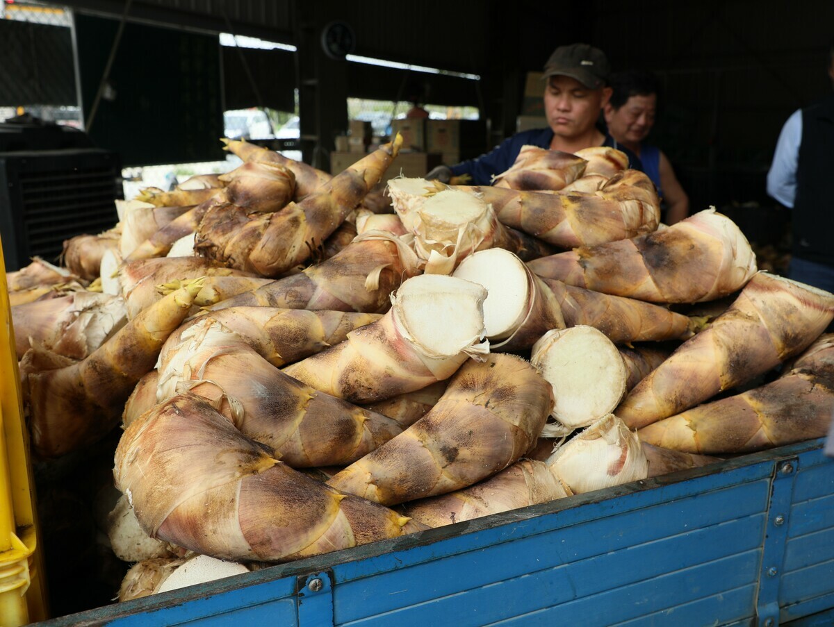 今（18）日嘉義縣大林鎮上林蔬果生產合作社與豐如國際股份有限公司完成今年首批烏殼綠竹筍外銷裝櫃，出口至加拿大。縣長翁章粱特別前往合作社視察裝箱情形，並鼓勵農友持續提升品質、拓展海外市場。   圖：嘉義縣政府提供