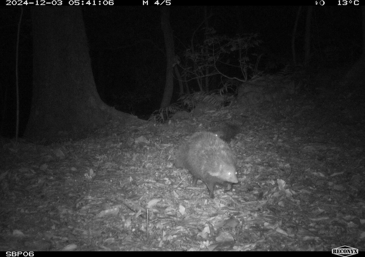 自動相機拍攝到黃喉貂、食蟹獴等多種保育類野生動物。   圖：林保署新竹分署／提供
