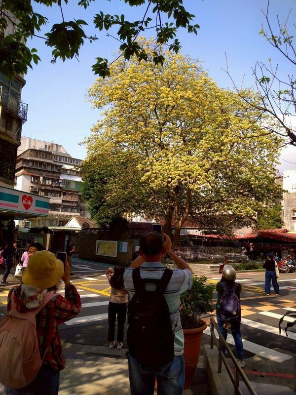 加羅林魚木屬於山柑科魚木屬植物。   圖：翻攝自台北市立公園處官網