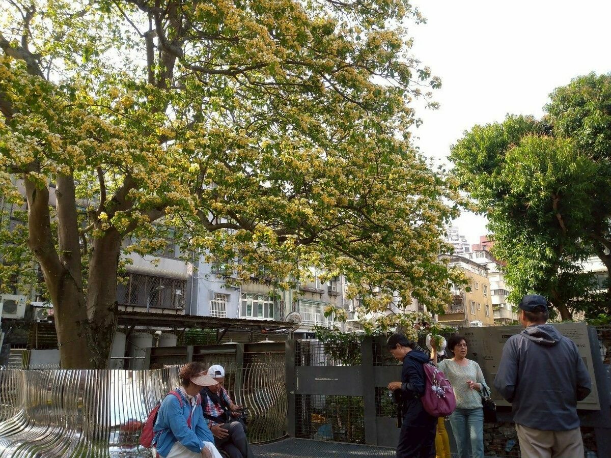 加羅林漁木。   圖：翻攝自台北市立公園處官網