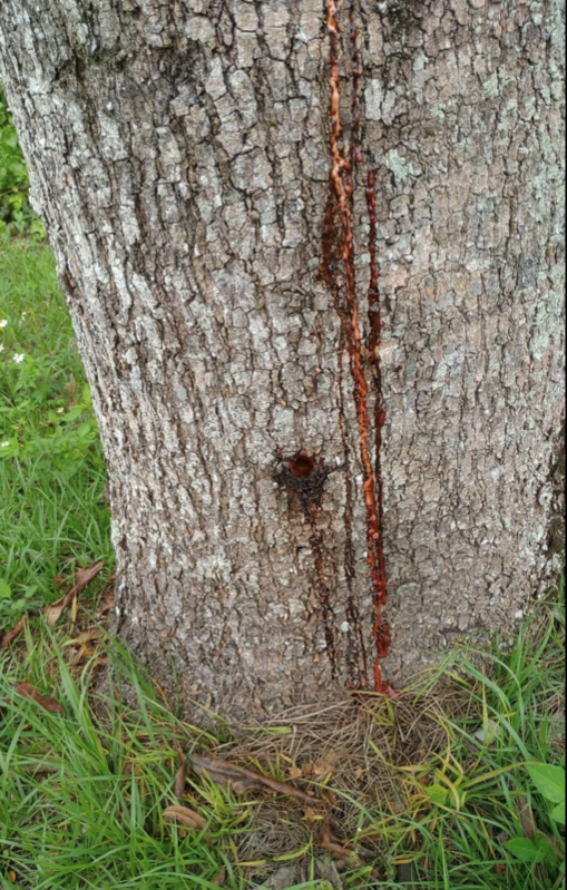 台九線花蓮縣玉里鎮三民段路旁曾種植四百多棵芒果樹，約半數遭人鑽孔下毒手，造成樹木枯死。   圖：玉里警分局提供