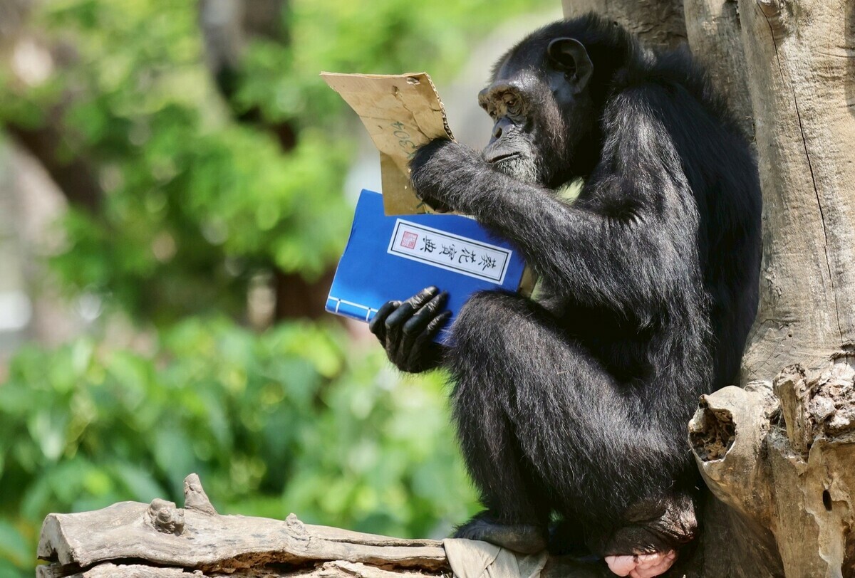 「曼華」一頁頁苦練葵花寶典。   圖：高雄市觀光局/提供