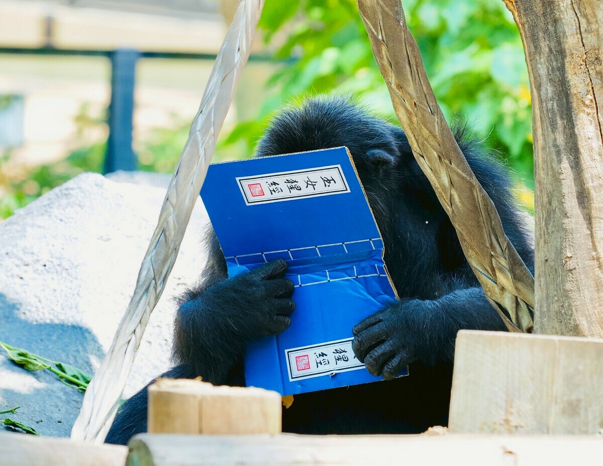 「莉忠」埋首鑽研「玉女猩經」。   圖：高雄市觀光局/提供