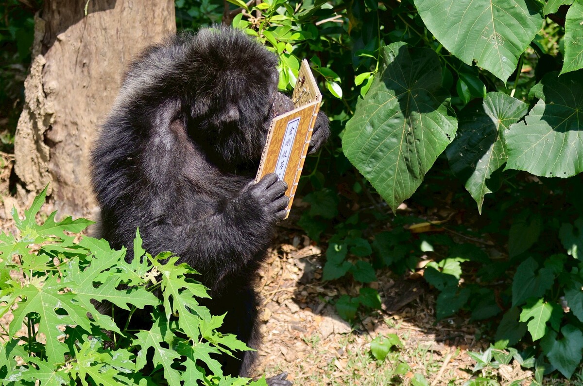 「莉忠」認真「消化」佛書中的道理。   圖：高雄市觀光局/提供