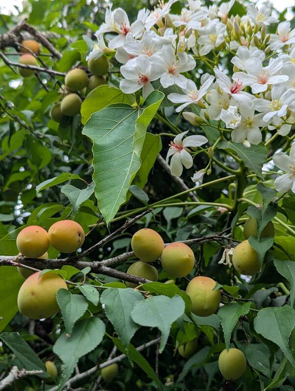 大湖桶桐花步道休憩區的油桐花綻放率約八成，預計4月底達到滿開，臺南市政府邀請民眾把握這段期間，走訪楠西梅嶺，在桐花飛舞、梅香四溢的小徑中散步，品嚐在地梅子特色料理，尋找屬於自己的浪漫。   圖：台南市政府提供