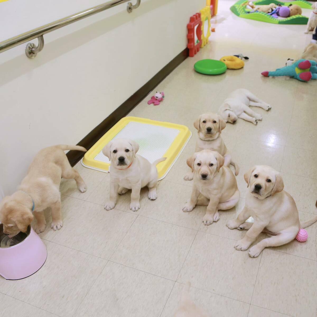 蔡英文拜訪惠光導盲犬學校   圖：翻攝自蔡英文臉書