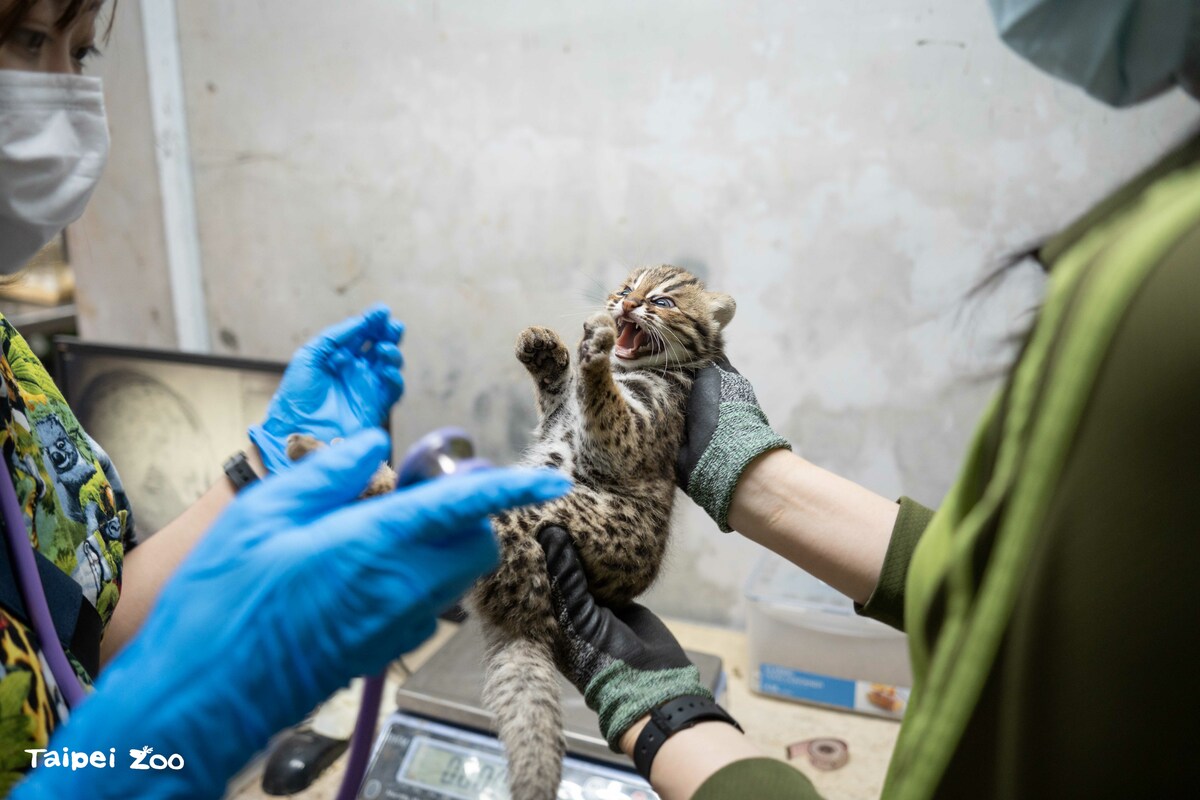 形質測量的過程中，兩隻石虎寶寶不斷威嚇獸醫及保育員，保持野生動物不親近人的特質，適合參與石虎野放計畫。   圖：台北市立動物園／提供