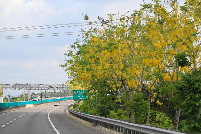 國道3號南州路段阿勒勃花期為5~6月。   圖：高速公路局／提供