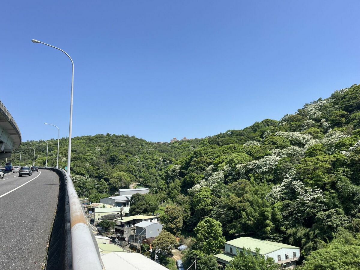 國道1號五楊高架林口路段油桐花期為4~5月。   圖：高速公路局／提供