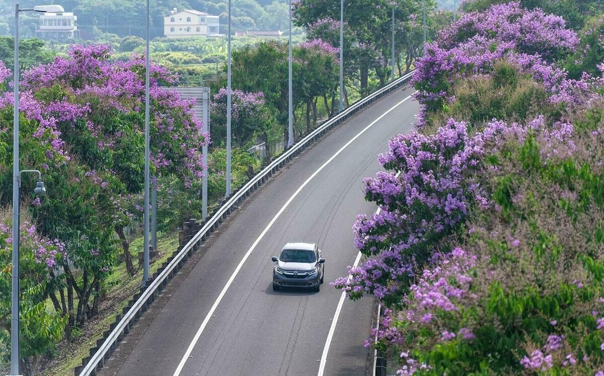 上高速公路賞花去！國道沿線5大花樹一路開到8月| 生活| Newtalk新聞