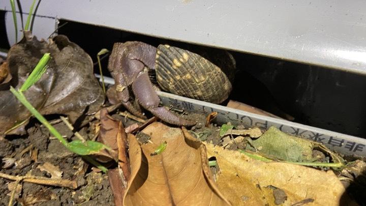 生物多樣性研究所試驗結果顯示，使用引導措施後，可大幅降低陸蟹遭到路殺機率。   圖：農業部／提供