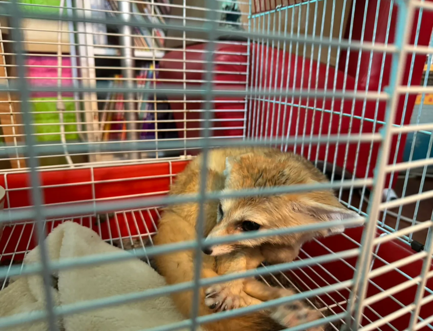 列為第二級珍貴稀有保育類的耳廓狐也被走私集團攜入闖關。   圖：警方提供