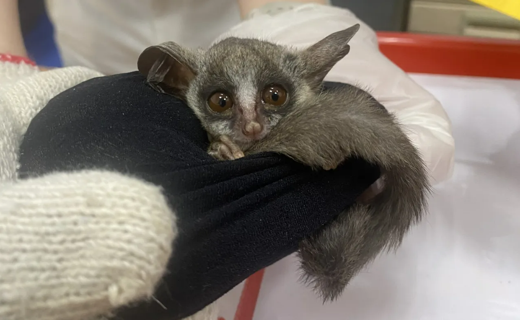 第二級珍貴稀有保育類的嬰猴被走私集團綑綁於人體藏匿入境。   圖：警方提供