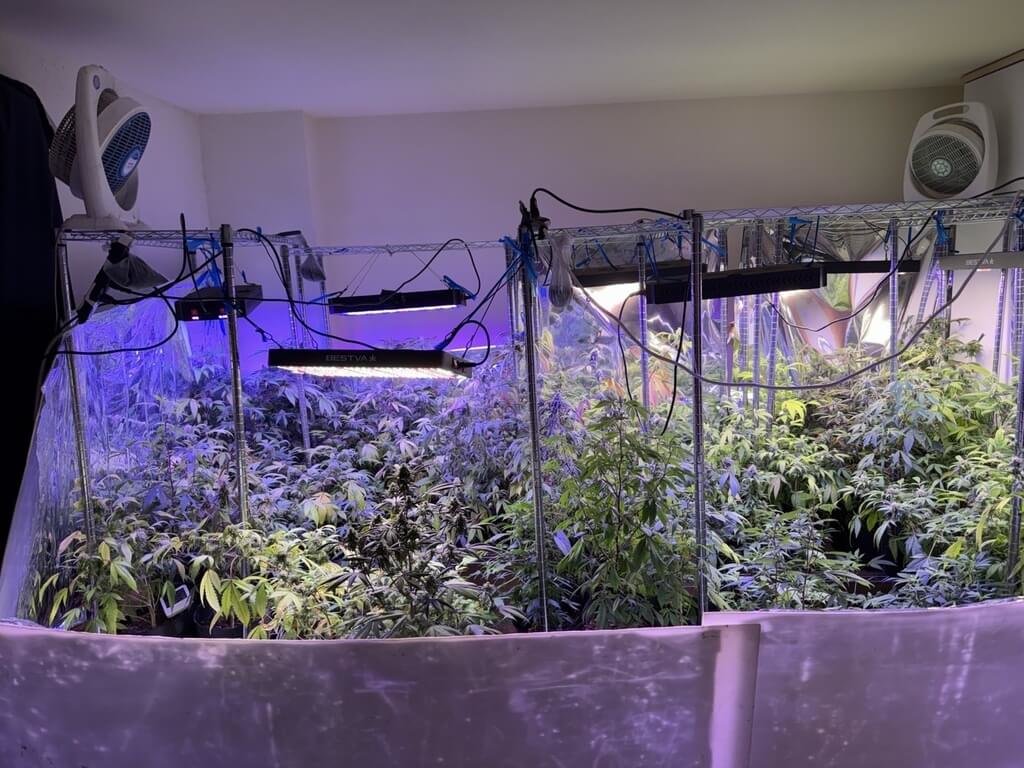 外籍補教師種大麻  警2波查獲292株估值2000萬元