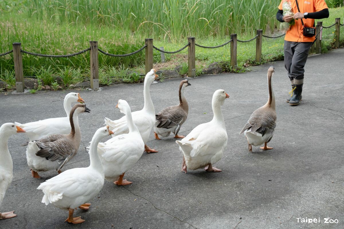 每週六傍晚時分，都能看到家鵝大遊行。   圖：台北市立動物園／提供