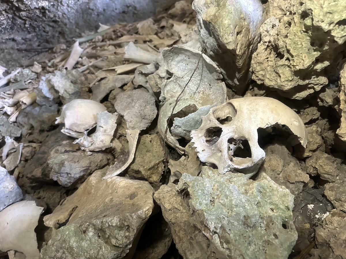 宋德威在二戰洞窟發現的頭骨殘骸。   圖：宋德威/提供