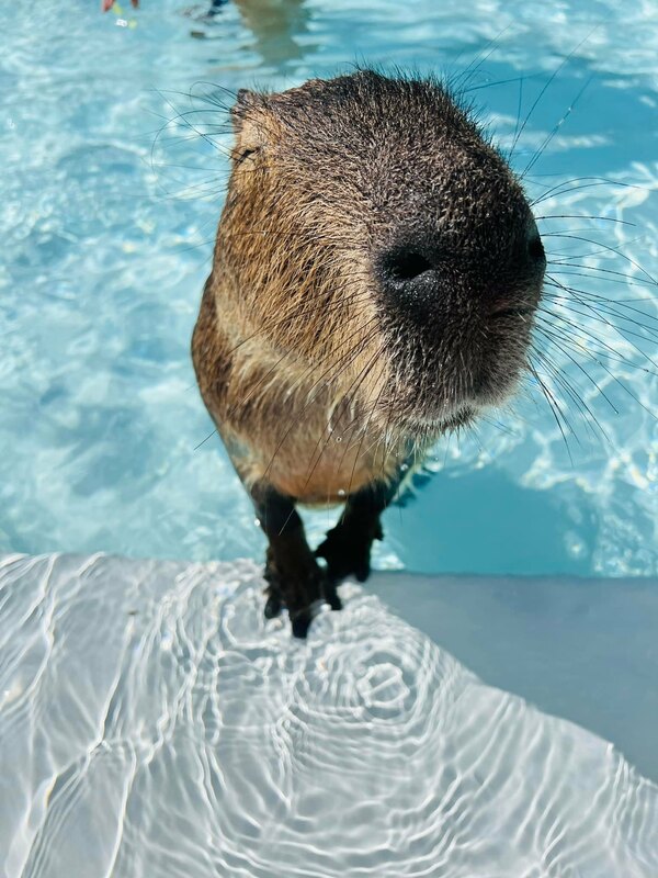 園區負責人表示,公開水豚遭毒殺事件並不是為了獲得流量,而是想透過這件事保護其他生命。 圖:翻攝自鹿ㄦ島臉書