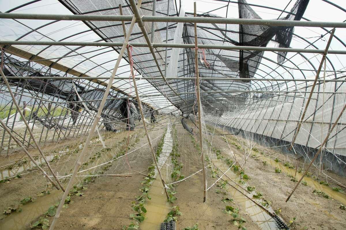  嘉義縣因丹娜絲颱風侵擾，造成不少溫室設備遭到摧毀。 圖：嘉義縣府提供 