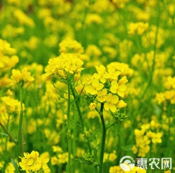  中國進口印度油菜籽。(示意圖) 圖 : 翻攝自惠農網 