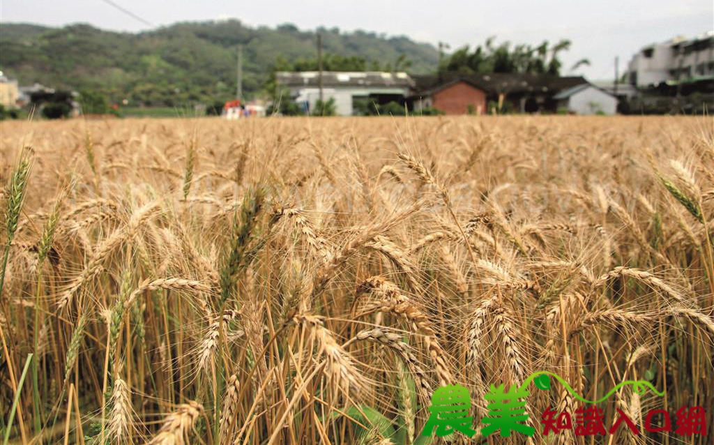 蔡筱穎觀點》鎘污染日益嚴重!法政府提醒民眾必須盡可能改變飲食