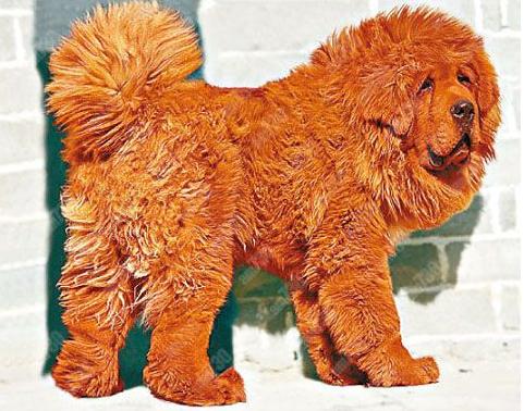 西藏紅獒犬 轟動 身價千萬全世界最貴 生活 新頭殼newtalk