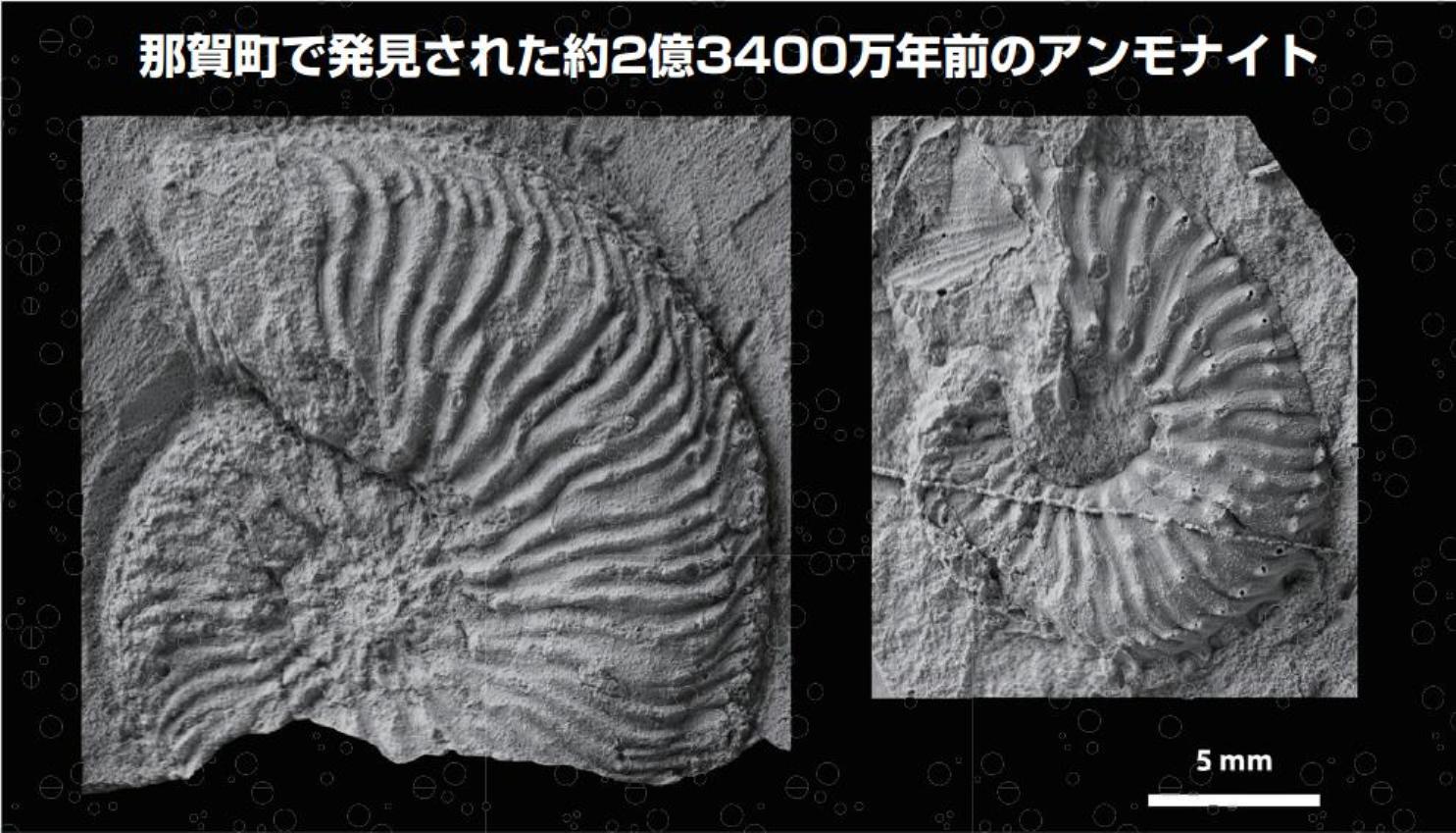 日首次確認德島2億年前的菊石種類| 科技| Newtalk新聞
